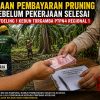 Dugaan Pembayaran Pruning Belum Rampung di Afdeling 1 Kebun Torgamba Dipertanyakan, Berpotensi Langgar Ketentuan Jika Terbukti
