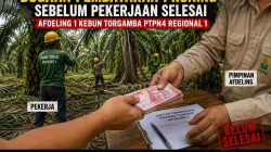 Dugaan Pembayaran Pruning Belum Rampung di Afdeling 1 Kebun Torgamba Dipertanyakan, Berpotensi Langgar Ketentuan Jika Terbukti