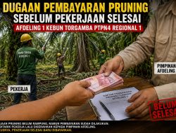 Dugaan Pembayaran Pruning Belum Rampung di Afdeling 1 Kebun Torgamba Dipertanyakan, Berpotensi Langgar Ketentuan Jika Terbukti