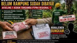 Dugaan Pruning Belum Rampung Sudah Dibayar, Afdeling 1 Kebun Torgamba Disorot — Manajemen PTPN IV Regional 1 Bungkam