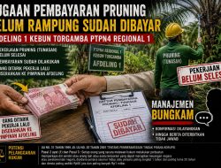 Dugaan Pruning Belum Rampung Sudah Dibayar, Afdeling 1 Kebun Torgamba Disorot — Manajemen PTPN IV Regional 1 Bungkam